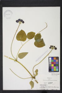 Smilax herbacea image