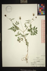 Bidens bipinnata image