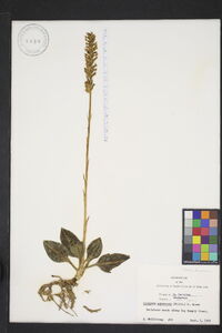 Goodyera pubescens image