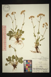 Packera dimorphophylla image