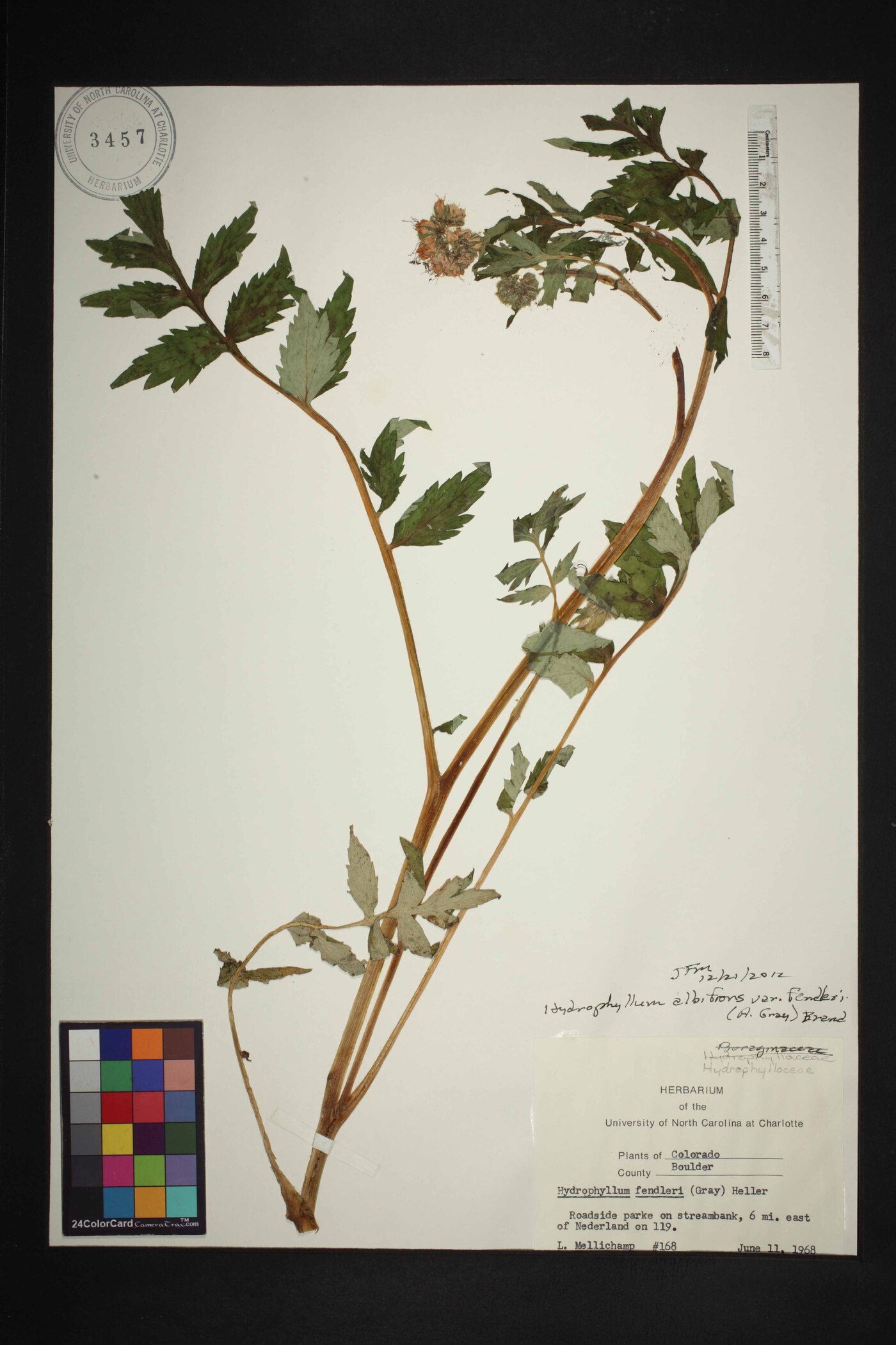 Hydrophyllum albifrons var. fendleri image