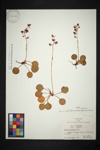 Pyrola asarifolia image