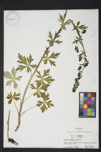 Aconitum columbianum image