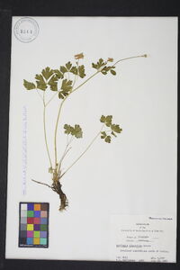 Aquilegia elegantula image