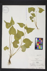 Viola canadensis var. canadensis image