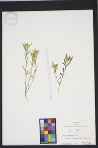 Collomia linearis image