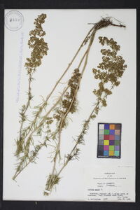 Galium cryptanthum image