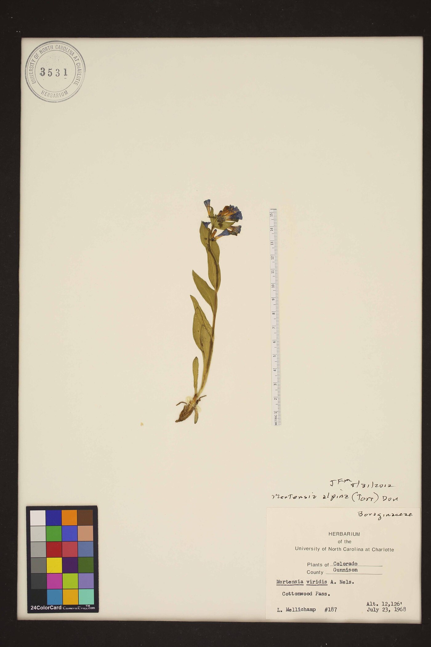 Mertensia tweedyi image