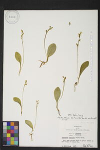 Platanthera obtusata image