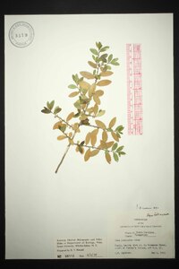 Ilex vomitoria image