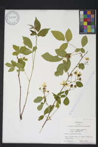 Rubus flagellaris image