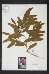 Smilax laurifolia image