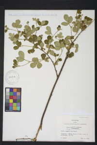 Rubus cuneifolius image