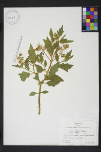 Solanum carolinense var. carolinense image