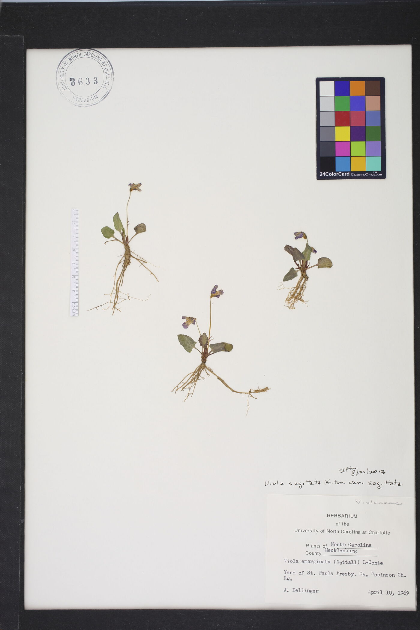 Viola emarginata image