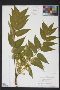 Ailanthus altissima image