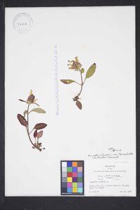 Prunella vulgaris subsp. lanceolata image