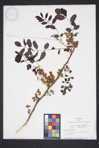 Robinia hispida image