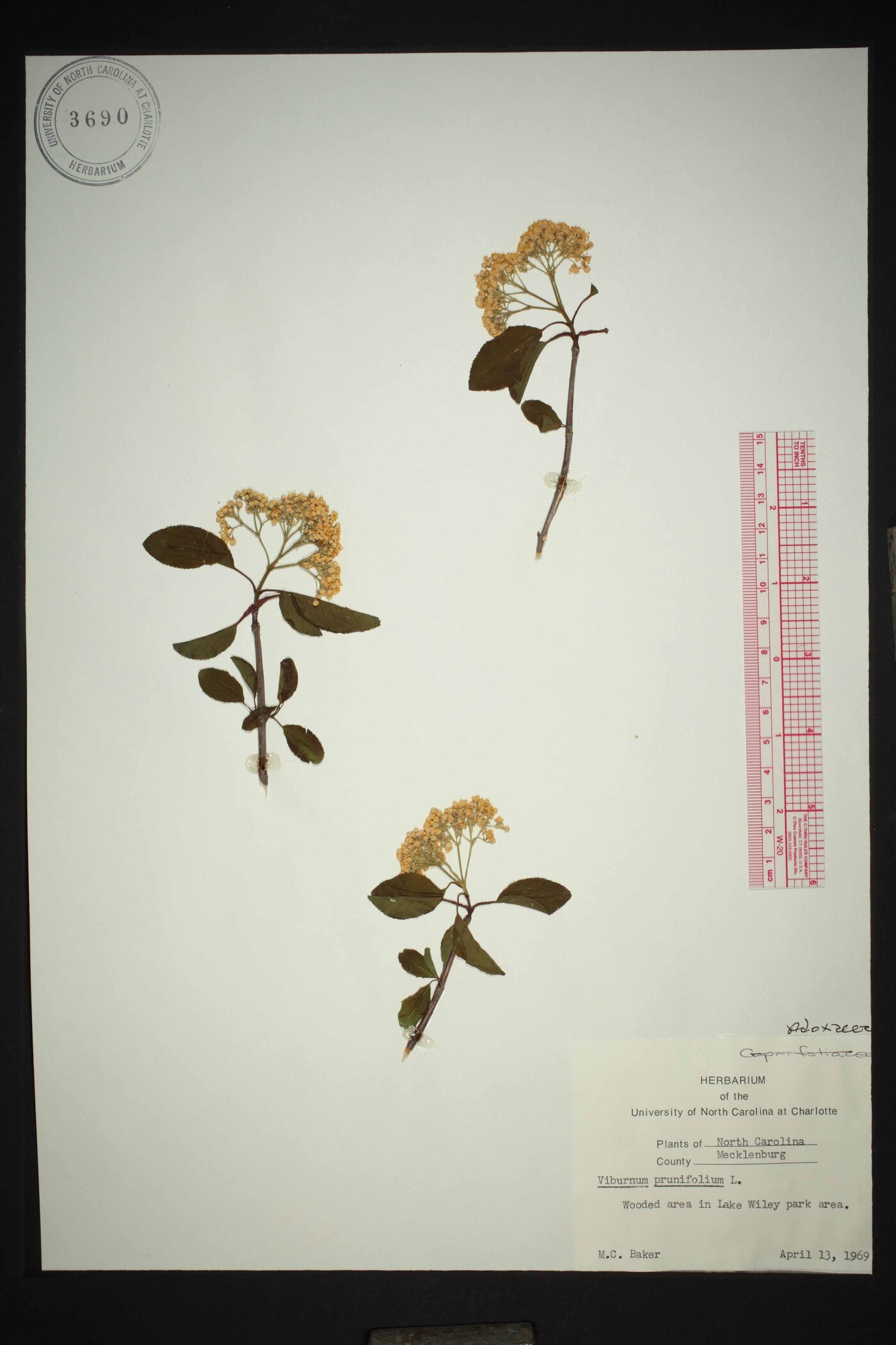 Viburnum prunifolium var. bushii image