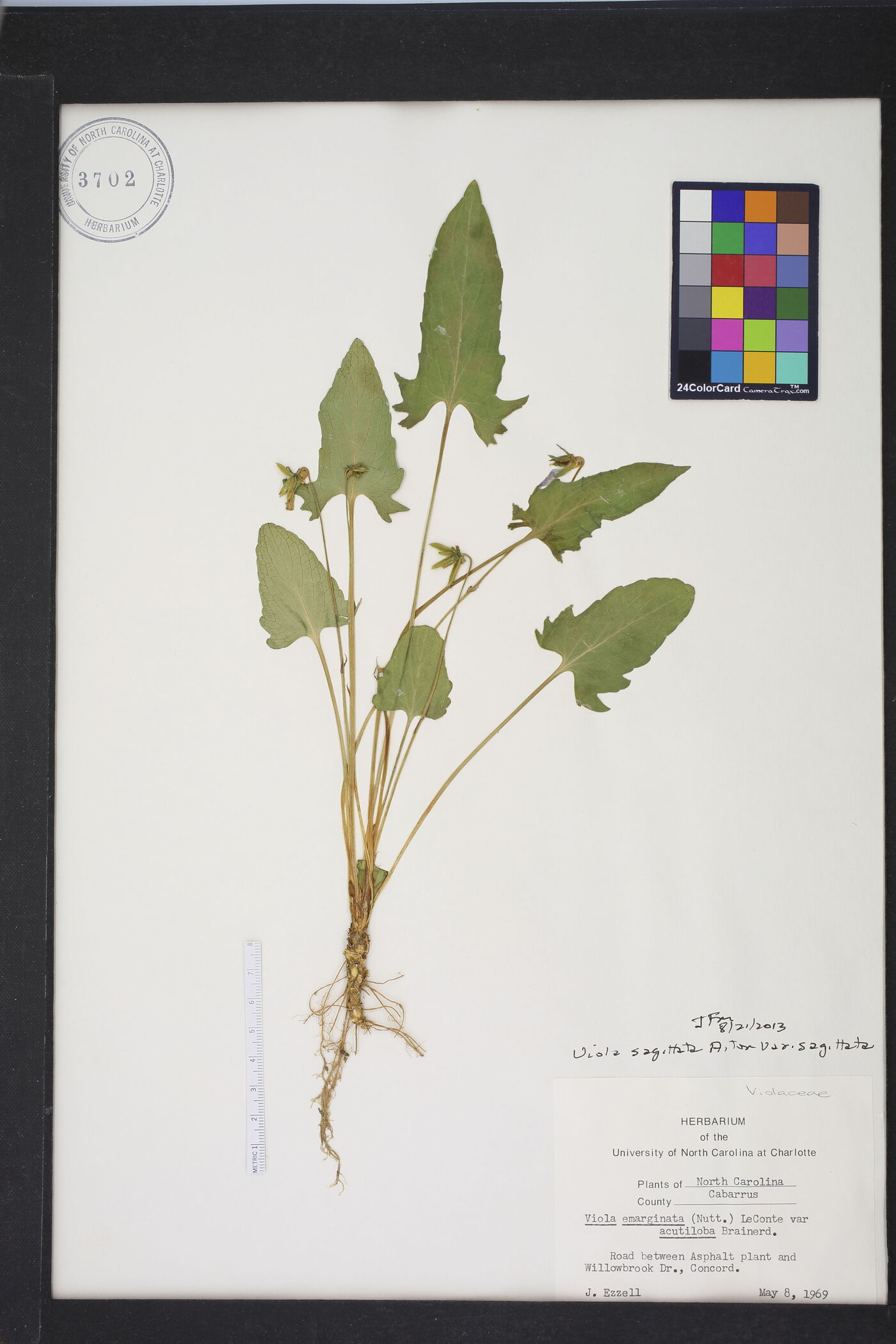 Viola emarginata image