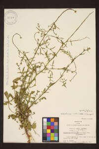 Sisymbrium officinale image