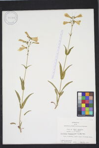 Penstemon canescens image