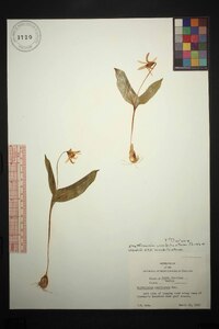 Erythronium umbilicatum subsp. umbilicatum image