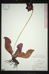 Sarracenia purpurea image