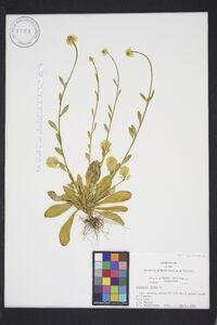 Polygala lutea image