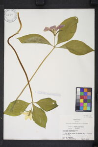 Trillium catesbaei image