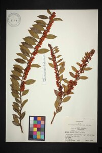 Lyonia lucida image