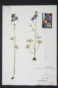 Delphinium nuttallianum image