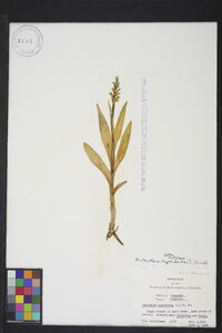 Platanthera hyperborea image