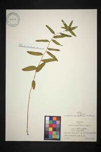 Euphorbia pubentissima image