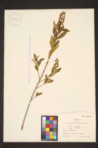 Cliftonia monophylla image