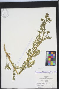 Polemonium foliosissimum image