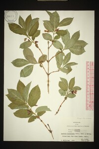 Lonicera involucrata image