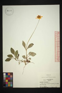 Coreopsis auriculata image