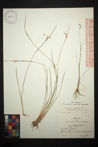 Sisyrinchium capillare image