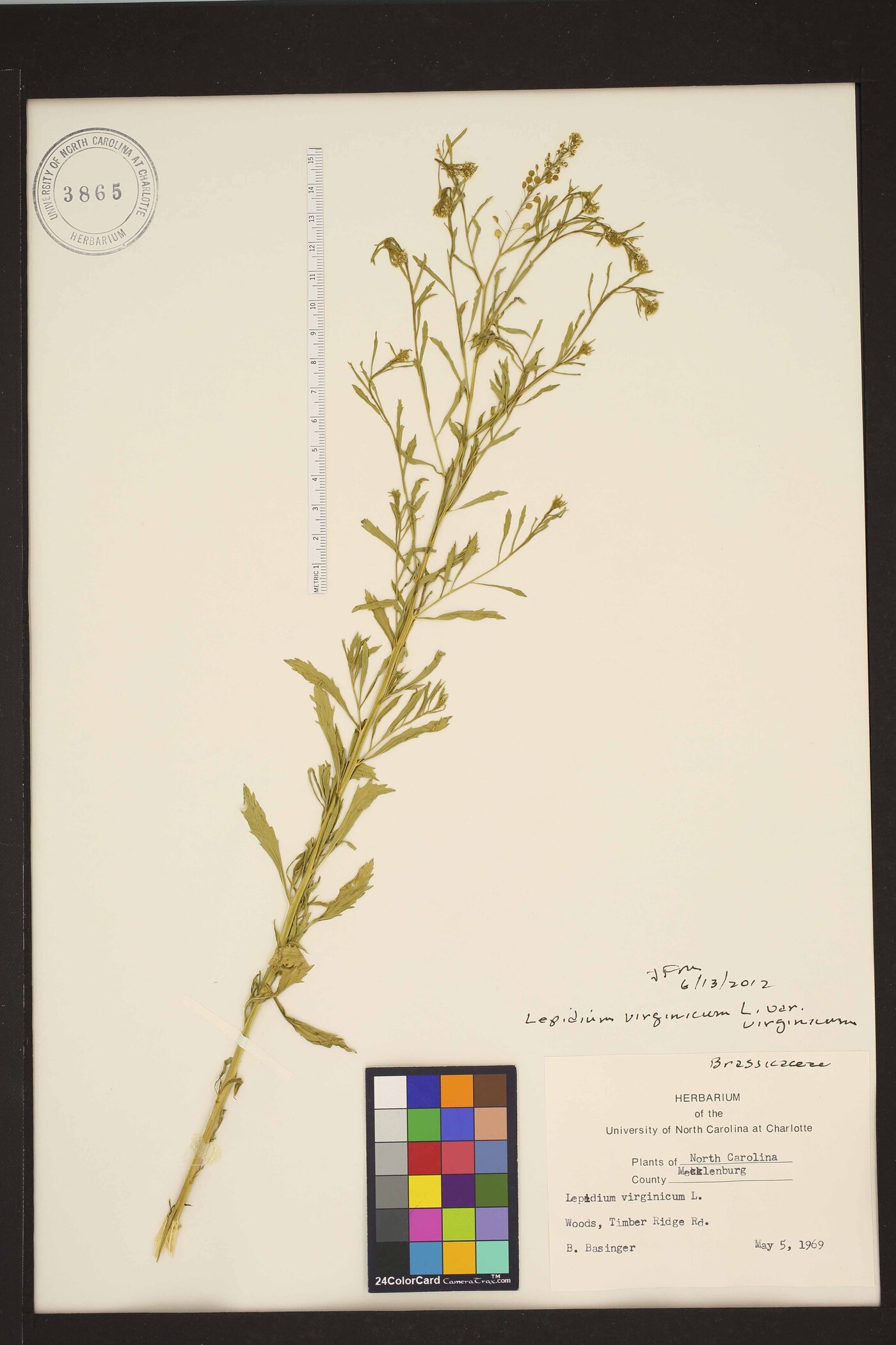 Lepidium virginicum var. virginicum image