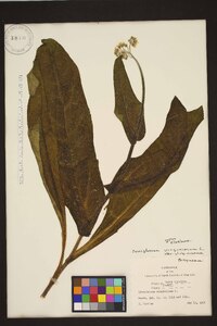 Andersonglossum virginianum image