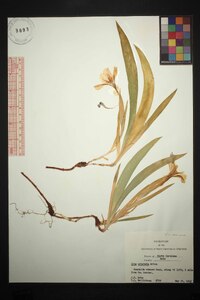 Iris cristata image