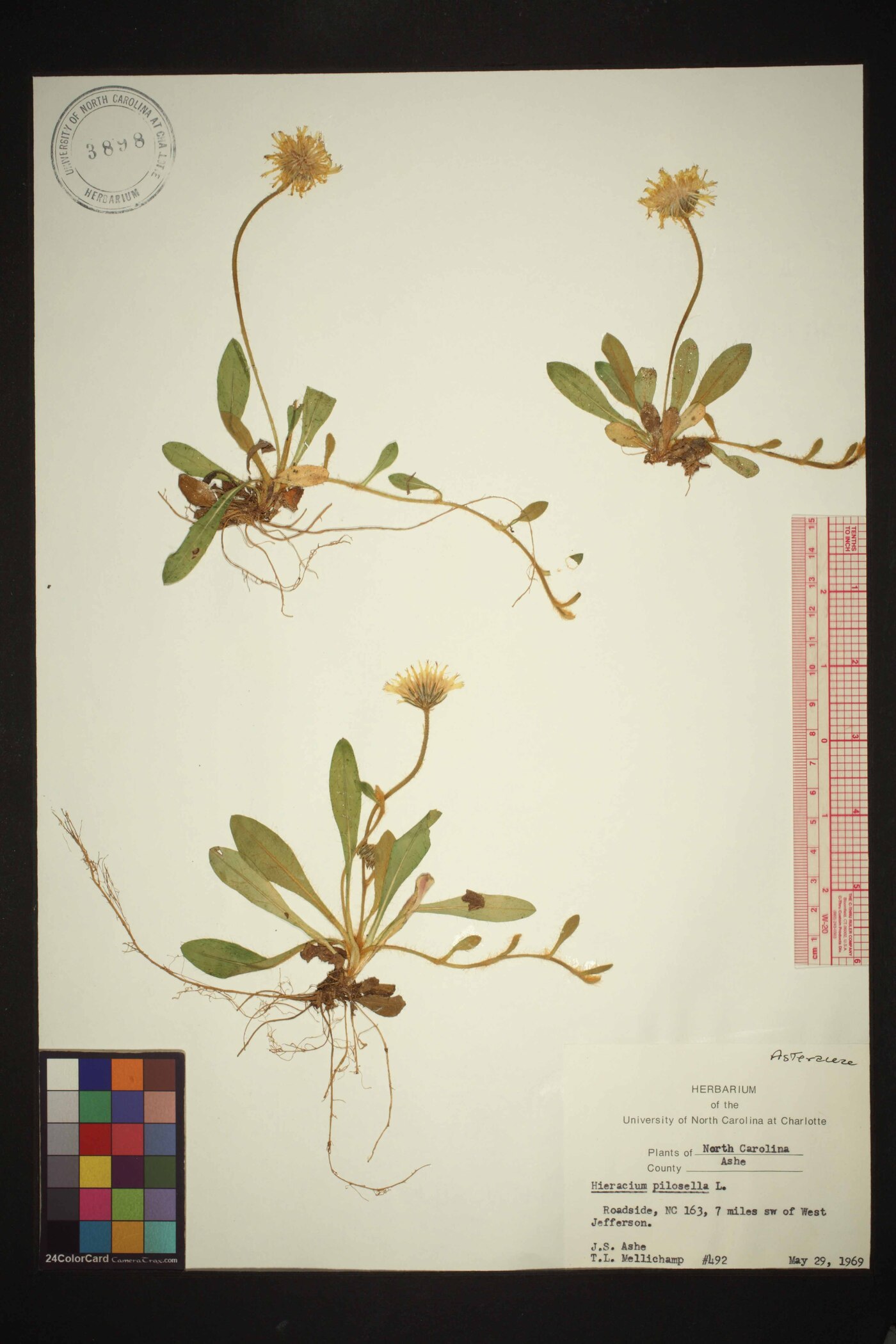 Pilosella officinarum image