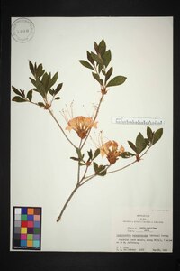 Rhododendron calendulaceum image