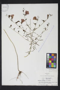 Agalinis purpurea image