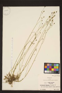 Wahlenbergia marginata image