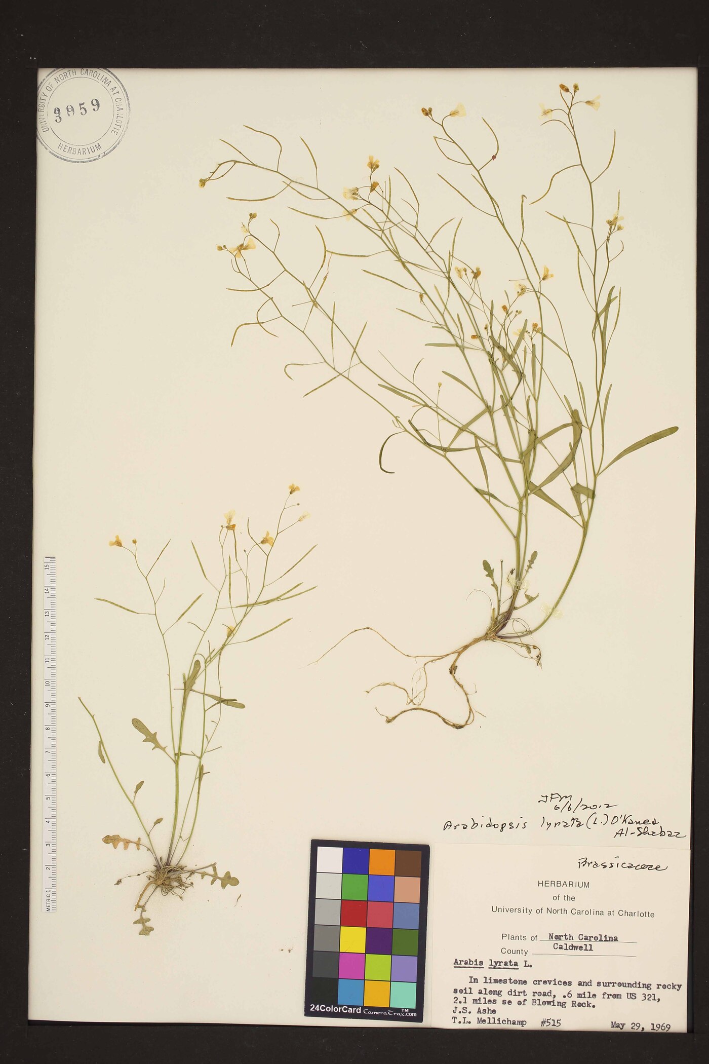 Arabidopsis lyrata subsp. lyrata image