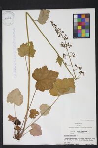 Heuchera americana image