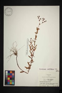 Hypericum cistifolium image