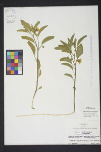 Physalis walteri image